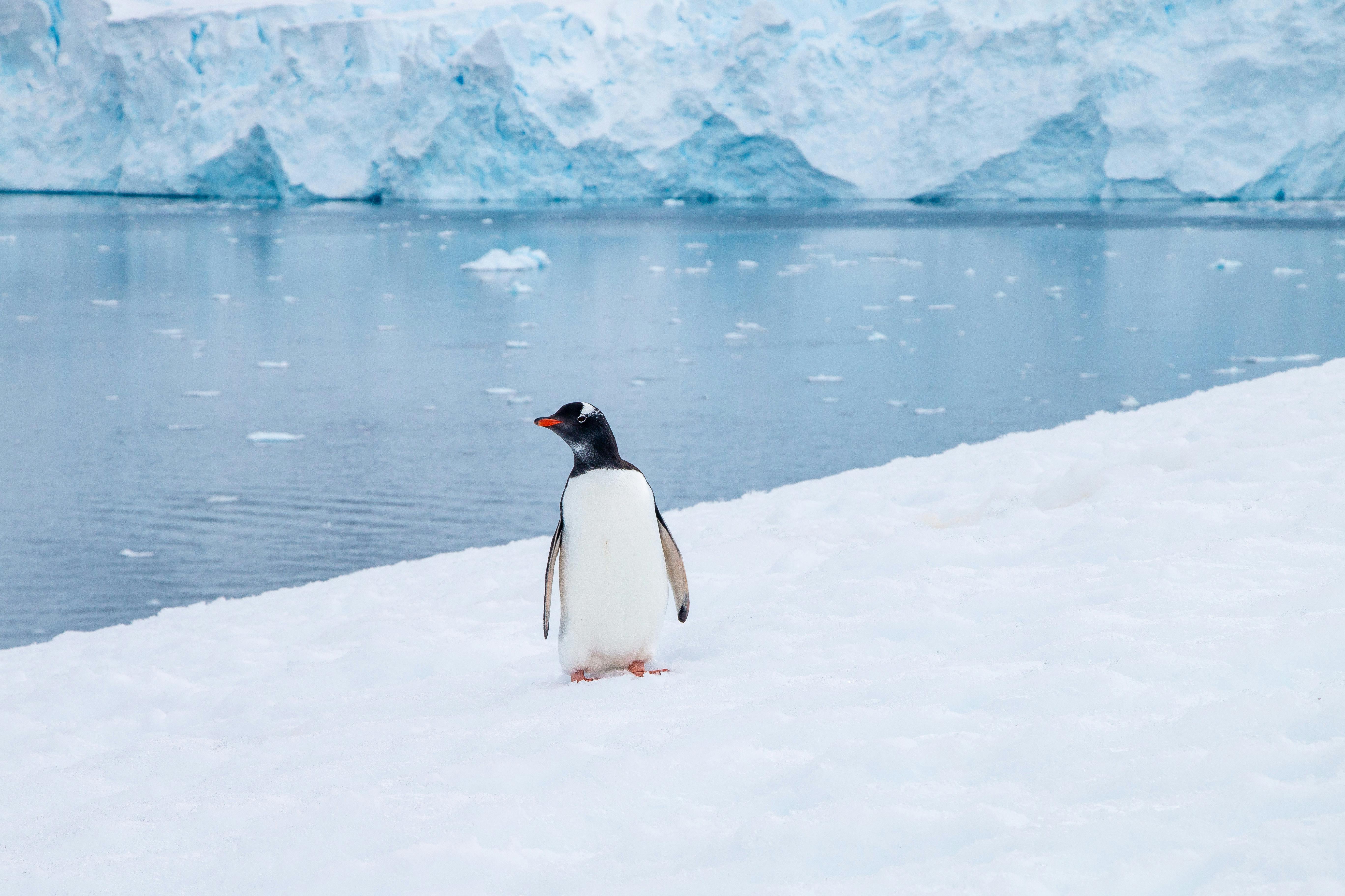 The Effects of Cold Water Exposure for Recovery and Performance